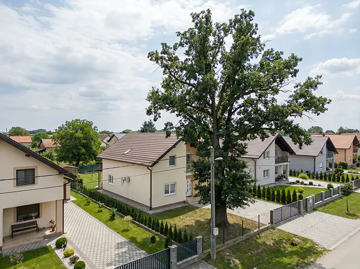 Opasno visoko stablo pokraj kuće prijeti krovu i treba ga srušiti - Visinski radovi IP BAU