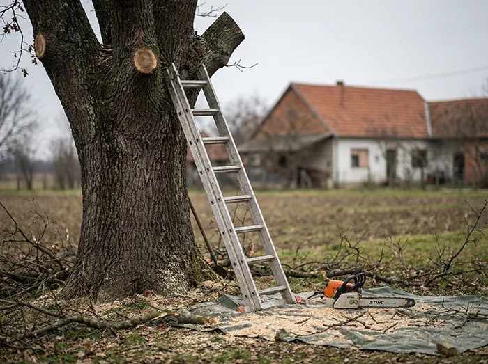 Rušenje stabala Đakovo - Opasnost pile i motorke
