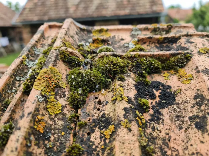Pranje krova ili Novi krov: Zašto platiti 20.700 eura kada ne morate? 1 Krupni plan starog krovnog crijepa prekrivenog mahovinom, algama i lišajevima koji uzrokuju mikropukotine.